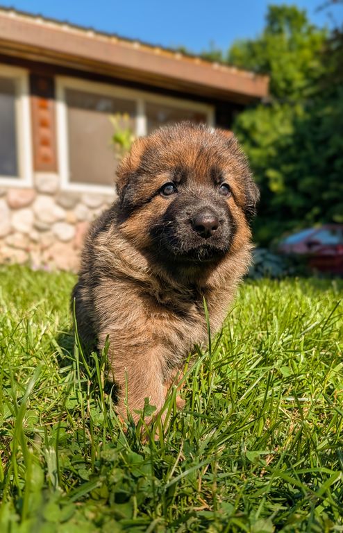V1 Jason Vom Naisshof Puppies