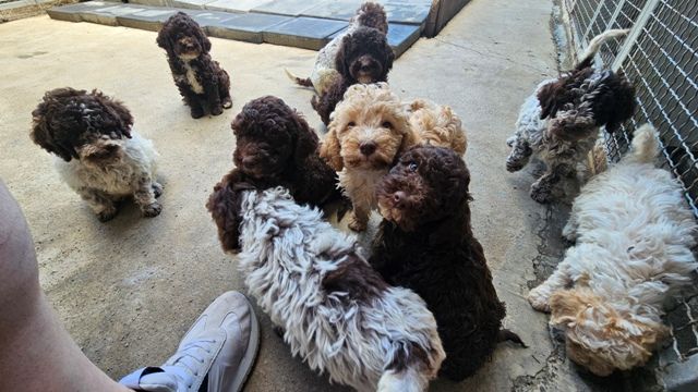 Lagotto Romagnolo, quality puppies