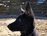 Bear 3mo