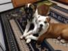 Beths Bullys American Bulldog Breeder CT