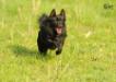 SPEEDY-action photo