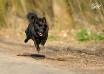 SPEEDY-action photo