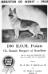 Bonnie Bergere of Ken-Rose (1962 GSCDA Register of Merit Award)