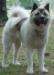 Big Bears Dakota of Avalon