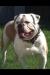 CFBs King Lock Ness of Diaz Bullz aka Titan