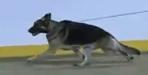 Welove Du Chien's Army of One