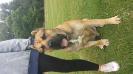 Chucky of k1 kennels 