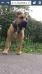 Chucky of k1 kennels