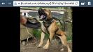 Chucky of k1 kennels