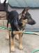 Tiger Growing Up, side head shot, 4.5 months
