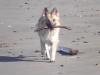Sage at Beach