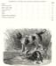 1881 Norfolk Spaniel Conformation Judging Score Card