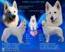 Puppy plan 2015 summer