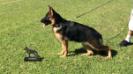 Show 2nd place  5 months old