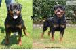 Ciana's Sire and Dame