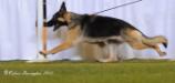 2013 Am. Grand Victrix, 2012 Maturity Victrxi, 2011 Futurity Victrix, GrCh.Depahl's Halston aka "Holly"