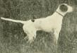 Fishel's Frank (1904) 1906 Field Trials