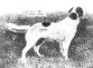 Count Noble (Count Wind'Em x Nora) (1509 v2 xAKR4082)