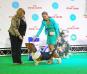 Marilyn Magic Fire basset Hound