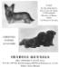 Bracadale Henry's Kennel advertisement