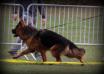 Show Germany 25.10.2015. VV1 FANTOM  Team d' Ulmental