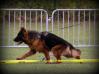 Show Germany 25.10.2015. VV1 FANTOM  Team d' Ulmental