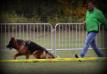 Show Germany 25.10.2015. VV1 FANTOM  Team d' Ulmental