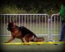 Show Germany 25.10.2015. VV1 FANTOM  Team d' Ulmental