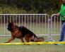 Show Germany 25.10.2015. VV1 FANTOM  Team d' Ulmental