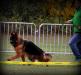 Show Germany 25.10.2015. VV1 FANTOM  Team d' Ulmental