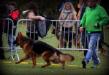 Show Germany 25.10.2015. VV1 FANTOM  Team d' Ulmental