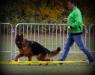 Show Germany 25.10.2015. VV1 FANTOM  Team d' Ulmental