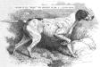 Belle (1870) [Mr. R.J. Lloyd Price's] (His Ranger x Grouse) from the 1881 Illustrated book of the dog