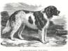 Prince Charlie (c.1886) [Mr. Ford Bagnall's] {Landseer}
