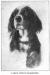 Lady's Count Gladstone (001900)'s Head picture