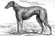 Selwood Dhouran [R. Hood Wright's]