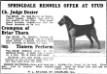 Tintern Perform's picture from Springdale Kennels