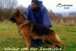 Waiko , beautiful and correct conformation