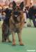 Zamp @ "Crufts" 2008 in Birmingham, England