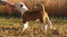 8weeks