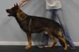 Draco 27 months