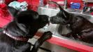 Nox with Bath time for my other German Shepherd Jax