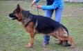 sascha