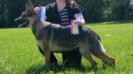 16 month 1st place, best of male/female, best of winners, best of breed