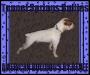 Owner Renee Hardee (Morrell) will return to Morrell after divorce is final. Renee is Tunnel Springs Bullies, and the sole owner/breeder of all d