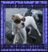 Owner Renee Hardee (Morrell) will return to Morrell after divorce is final. Renee is Tunnel Springs Bullies, and the sole owner/breeder of all d
