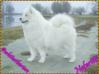 Nefertiti Midnight Benji's Of White Siberian
