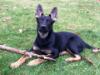 Who doesn't love sticks....?