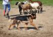 Herding 10 Months