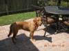 Gunny at 1 year old